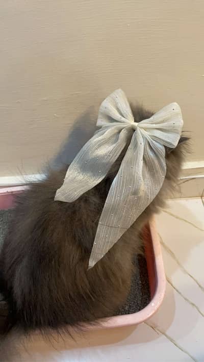 Cute Cat for Sale in Lahore dha