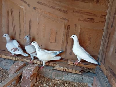 fancy pigeon 2 pairs
