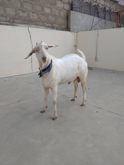 Teddy breeder gulabi for sale urgent