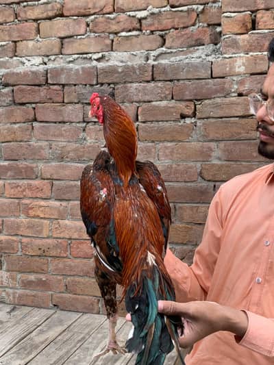 Adnan Aseel 03076748257