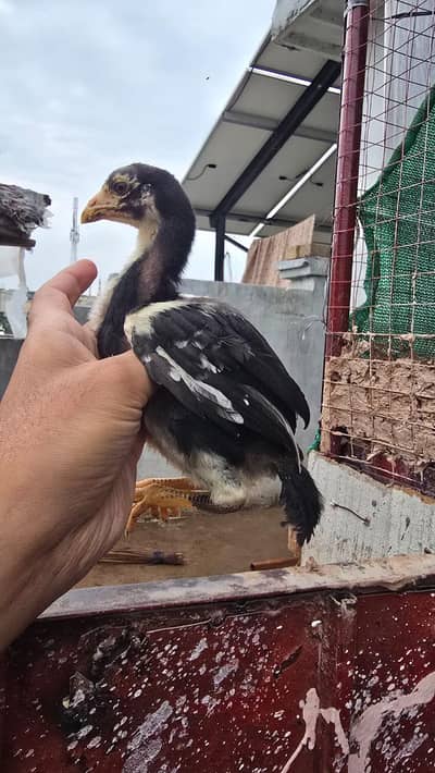 High quality shamo chicks