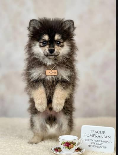 Pomeranian T-CUP size