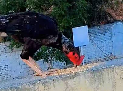 aseel mugar for sale good bloodline