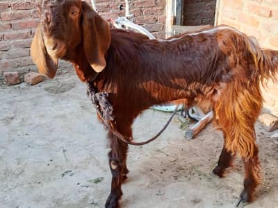 Bakra/Tayar/Bakaraeid/