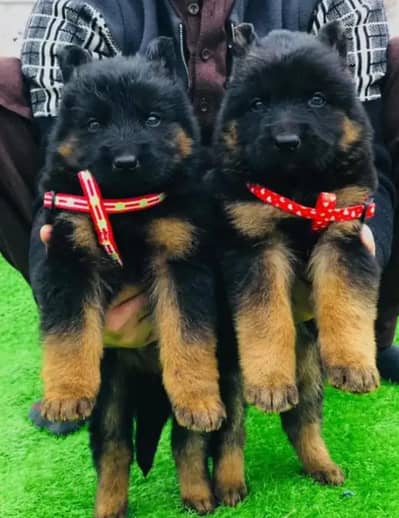 pair available  German Shepard Long cot