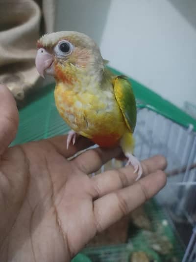 pineapple conure baby hand tame pair