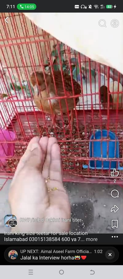 irani teetar male for sale insan masti full masti wla hai 03015138584