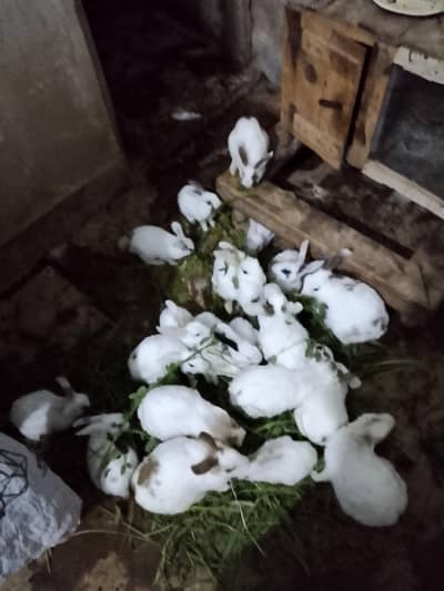 Rabbits for sale