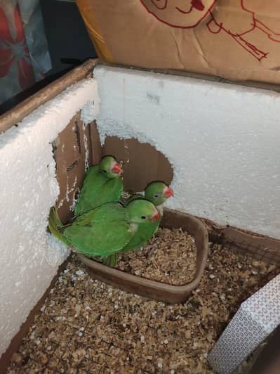 Ring neck n sun conure