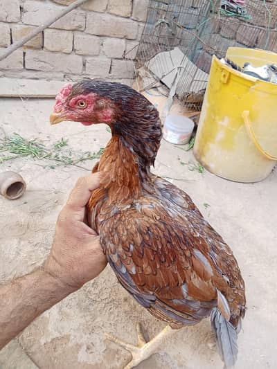 Achi Quality ki Murgi For Sale