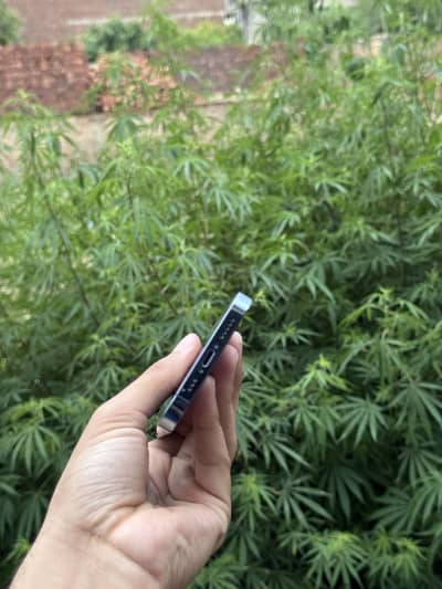 Iphone 13 pro Pta Approved