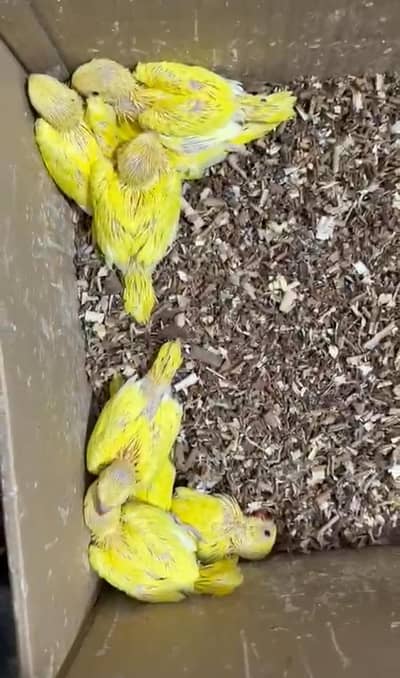 yellow ringneck chiks