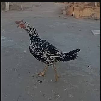 aseel | hen | eggs | Aseel Mianwali | breeder aseel Hens | مرغی