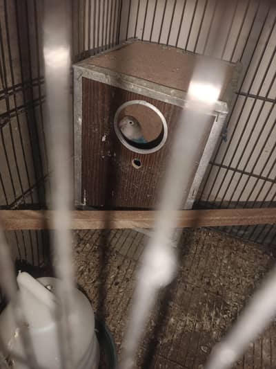 Love birds pair breeder eggs k sath