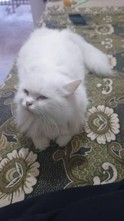 White Cat