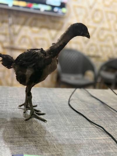 Thai dragon pakoye imported breed chikcks available