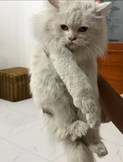 write female for sale