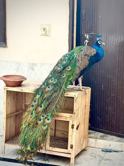 Peacocks | Peacock Pair| مور | Peacock | Blue shoulder | مور for Sale