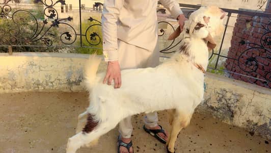 rajanpuri goats | desi bakri | goat baby | qurbani bakra | teddy goat