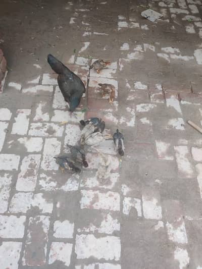 1 adad aseel murghi or 12 aseel bchay