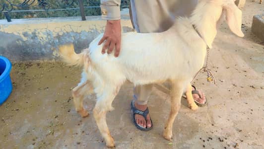 rajanpuri goats | desi bakri | goat baby | qurbani bakra | teddy goat