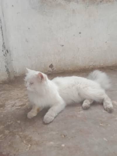 Persian male for meating