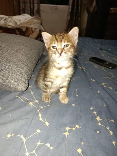 Rescued Kitten for adoption ( 03426784950)