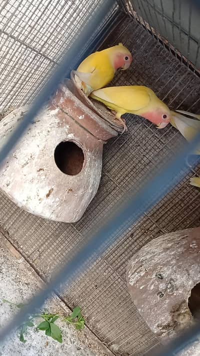 cocktiel pair chicks, lotino chicks , aseel patha