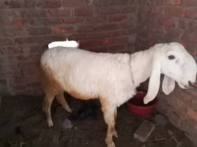 Duma sale k Liye hai tyar hai qurbani k Liye