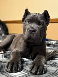 Cane Corso Puppy | cane corso Dog | Puppies | Imported Breed