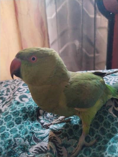 Green parrot