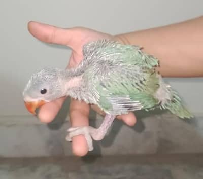 green ring neck chicks home breed