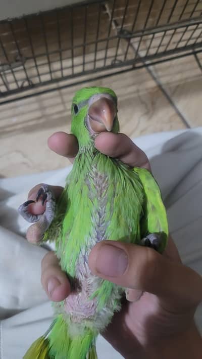 Ringneck baby