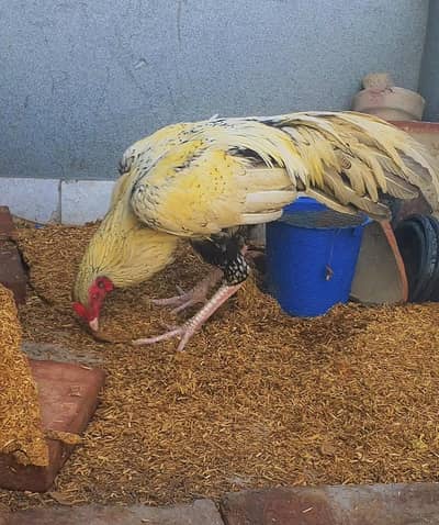 Pure aseel male for urgent sale and exchange also possible with aseel