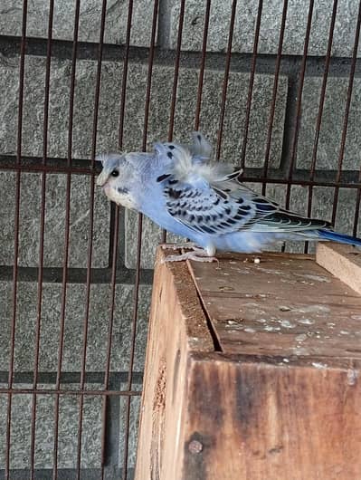 hogormo 3 pathay for sale