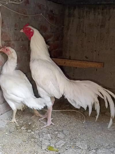 white heera aseel pair for sale