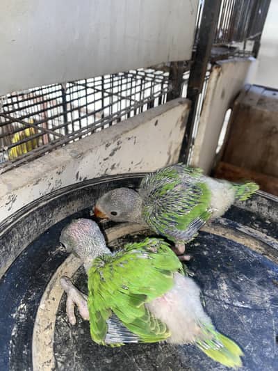 Green pied Ring neck  local breed chicks age 1 month available for sa