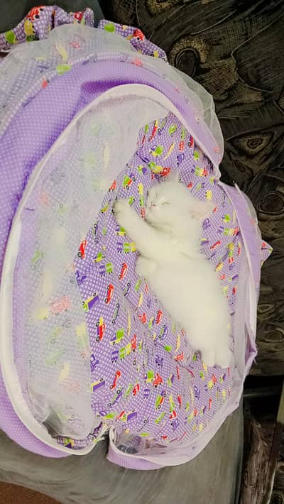 Persian cat kitten one month