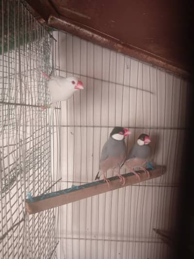 4 java pair  good quality