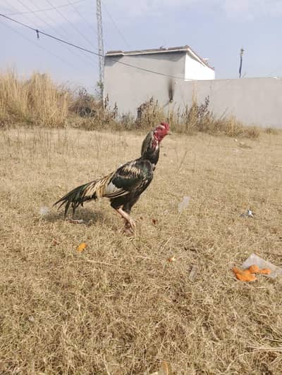 aseel mianwali for sale