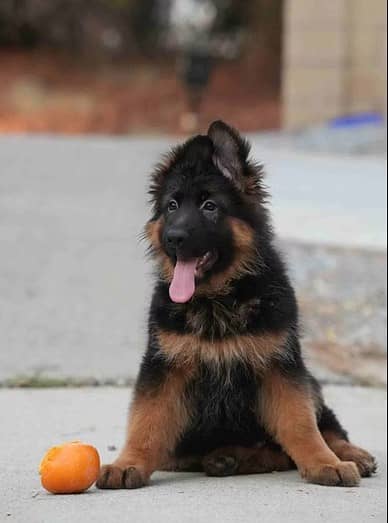 German shepherd | gsd | Puppy | Shepherd Dog | Puppies | Long Coat