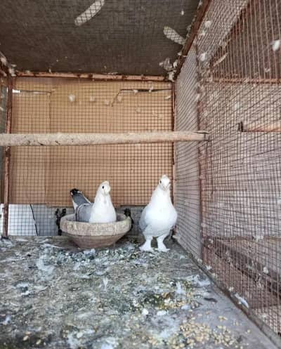 Fancy Pigeons Blue Setinette Kabootar for sale