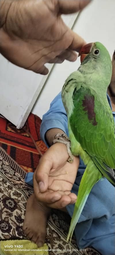 Raw parrot fully friendly hand tamed