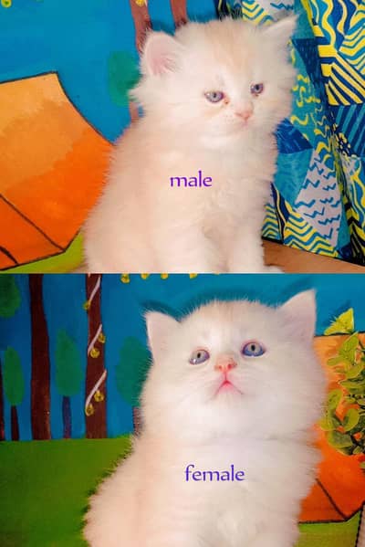 Three kittans for sale individualy 10 k each