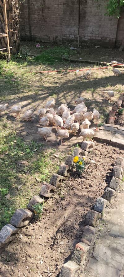 hi we Sale urgent Hens chicks white