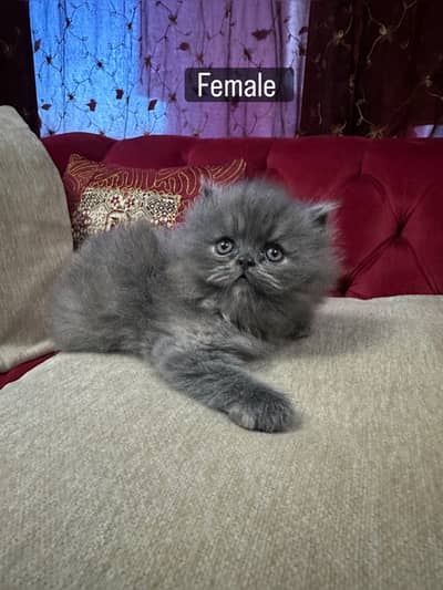 Adorable Persian Kittens for sell