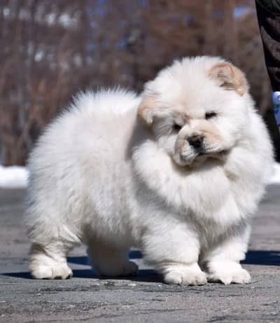 Chow chow Puppies | Dog Puppy for sale