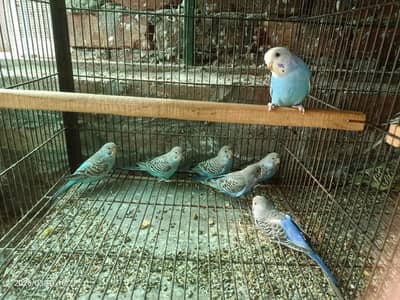 Possible black face Pathay available