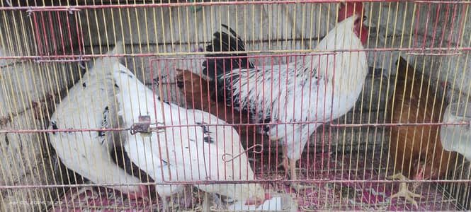 Hens and Roosters home breeded for sale