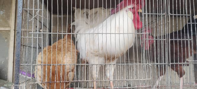 Hens and Roosters home breeded for sale